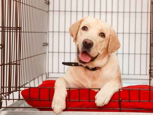 Picture for category Kennels & Pens